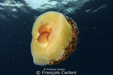 egg jellyfish by François Carloni 