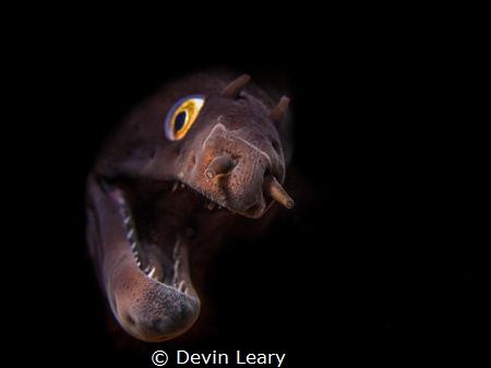 A local species of grey moray curiously peeking his head ... by Devin Leary 