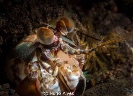 Mantis shrimp's eyes by Nuno Alves 