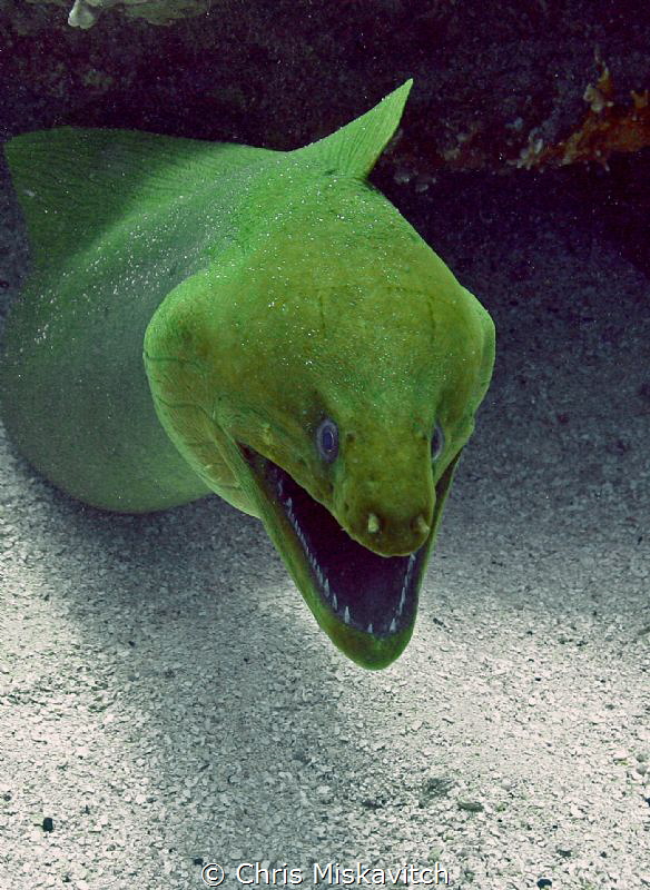 Green Moray - showing of its great smile.... by Chris Miskavitch 