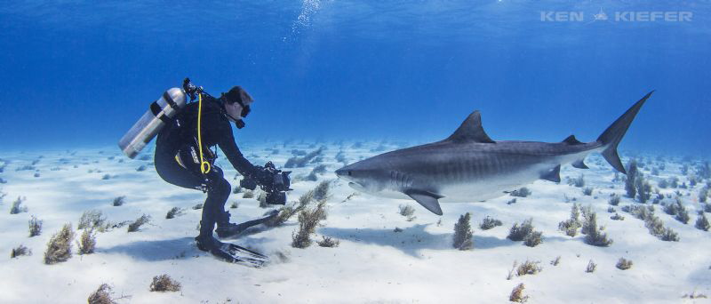 Photographer working for the right angle with a TigerShark by Ken Kiefer 