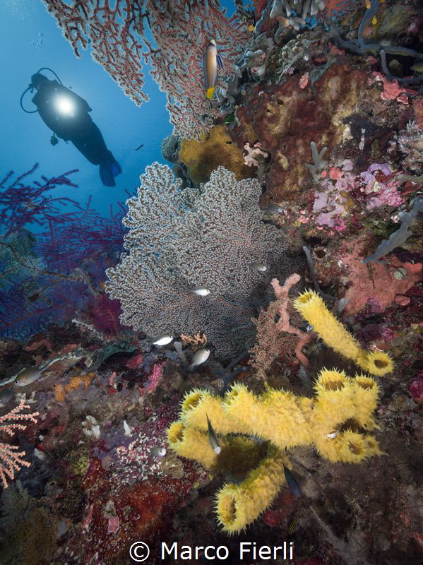 Corals and Diver by Marco Fierli 