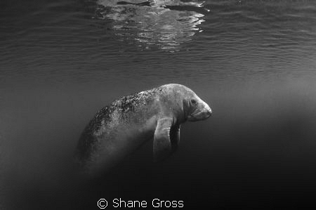 Manatee rising out of the gloom for a breath of fresh air. by Shane Gross 