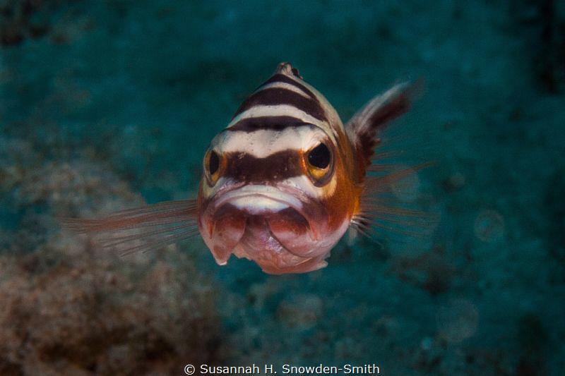 "Why So Grumpy?"

When I first spotted this tobacco wra... by Susannah H. Snowden-Smith 