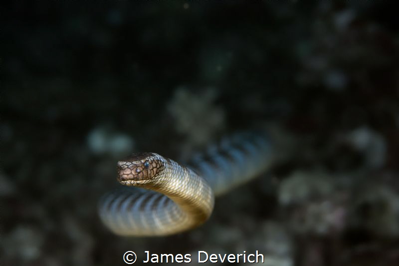 Turtle head Sea Krait by James Deverich 