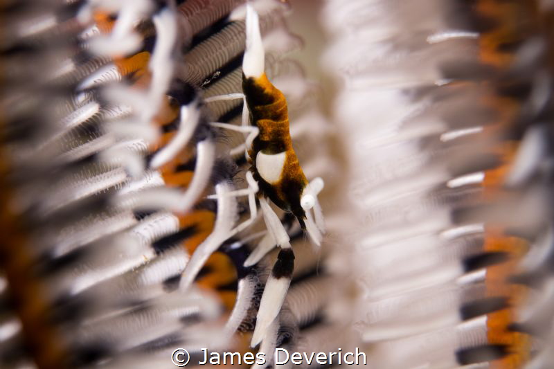 Crinoid Shrimp by James Deverich 