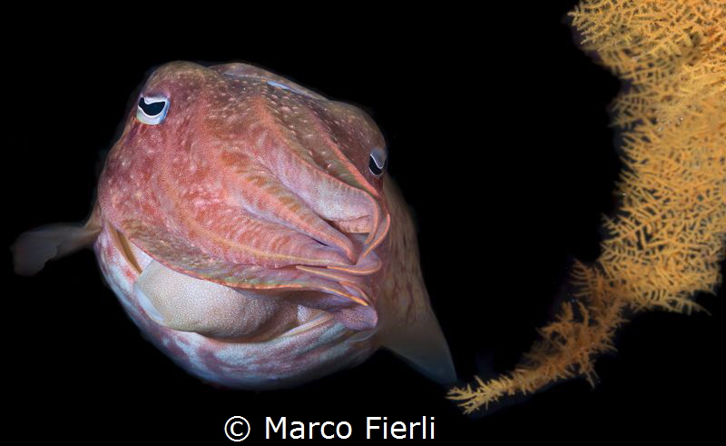 Cuttlefish, Portrait by Marco Fierli 