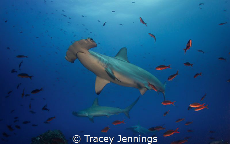 At the cleaning station, the scalloped hammerheads come v... by Tracey Jennings 