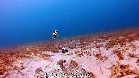 Amphiprion polymnus @ Kapas Island, Malaysia by Daniel Douglas 