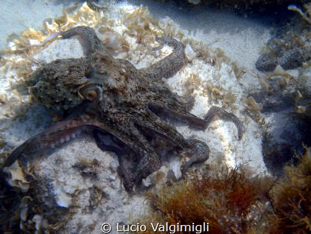 Octopus by Lucio Valgimigli 