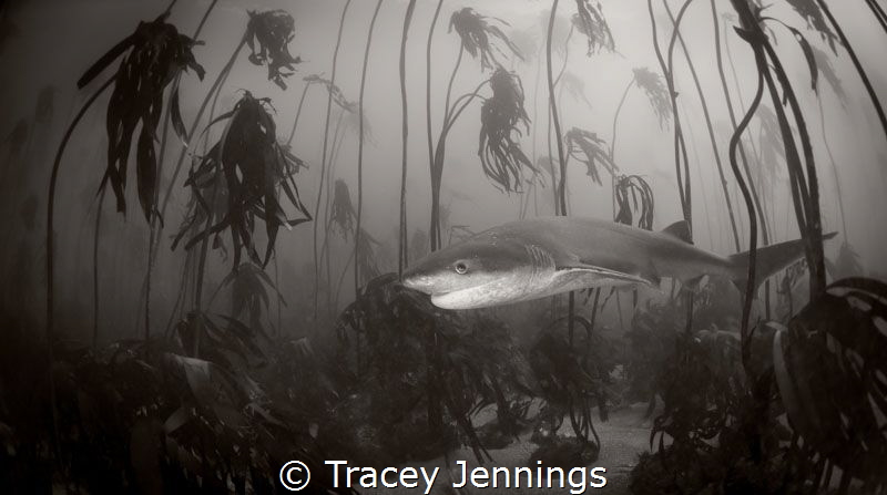 happy shark in kelp forest by Tracey Jennings 