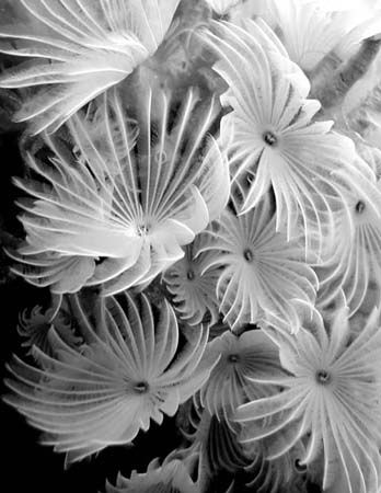 Dusters: a cluster of white featherduster worms in Cozume... by Alan Hughes 