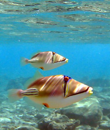 Two picasso fish spotted whilst snorkelling off the hotel... by Rob Spray 