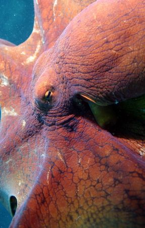 Day Octopus - 'he'e mauli' West shore Oahu. by Glenn Poulain 