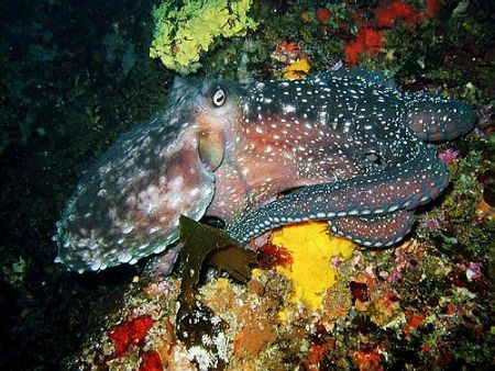 Starry starry night octopus - My first ever photo using a... by Dawn Watson 