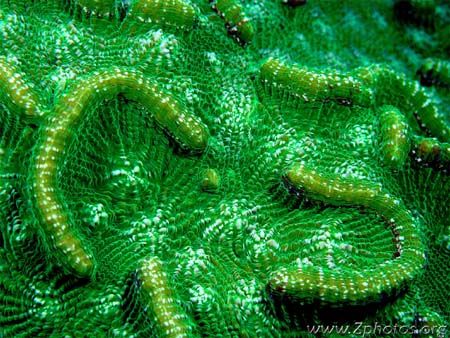 This is a closeup of Green Knobby Cactus Coral. The coral... by Zaid Fadul 