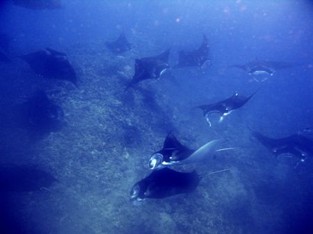 mantas in the mist. not a night dive, not kona, not even ... by Dylan Matheson 