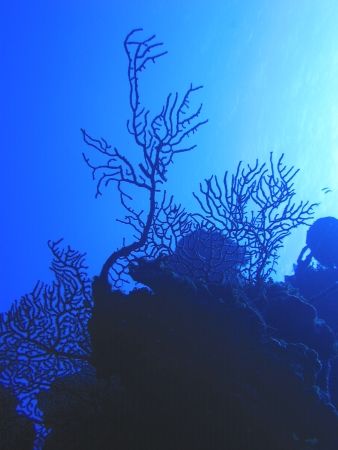 Coral Silhouette. Curacao. Canon Powershot S40. by Peter Fields 