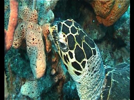 hawksbill turtle. I slowly swam though the reef and cough... by Carl Farran 
