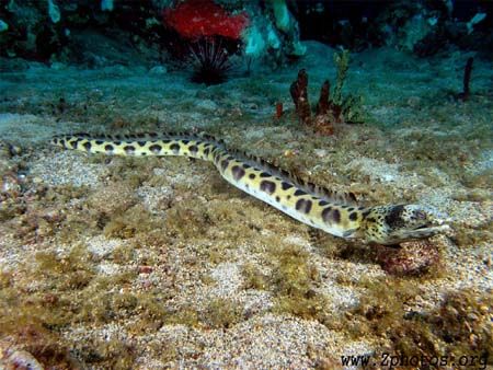 This is a Spotted Snake Eel that was more adventurous tha... by Zaid Fadul 