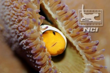 clownfish and anenomie
taken with canon 20d ikelite hous... by Justin Bauer 