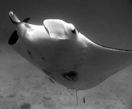 Manta going into a 'barrel roll', Ningaloo Reef. by Penny Murphy 