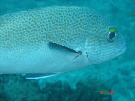 Up close fish - Sodwana Bay December 2006. 5 mile reef. S... by Loraine Smit 