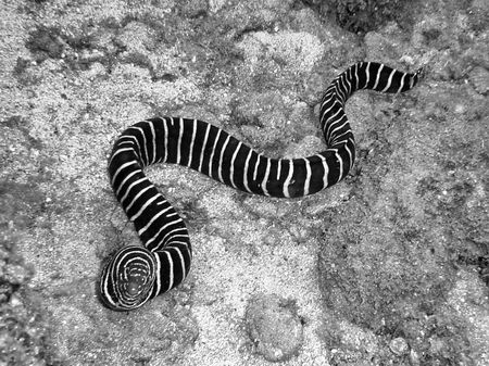 Zebra Moray - caught out in the open. by Glenn Poulain 