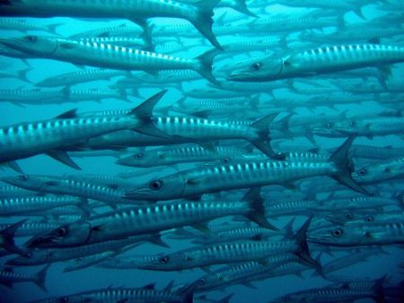 Barracuda shoal at Sipadan by Dawn Watson 