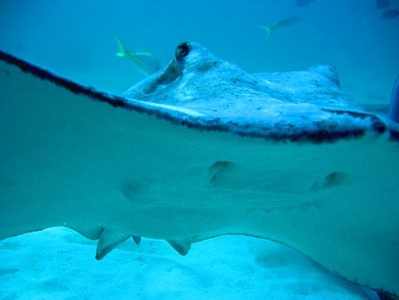 "Smile" - close up of stingray from the underside. Stingr... by Peter Fields 