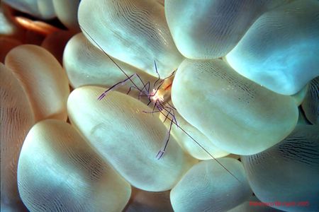 Bubble coral shrimp (Vir philippiniensis). Nikon F-90, TT... by Francesco Ricciardi 