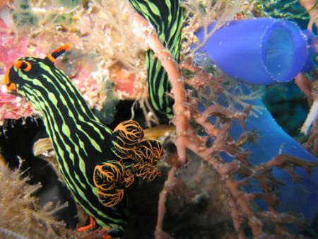 Nudibranche and tunicate on Sipadan Wall. taken with a ca... by Sven Dutoit 