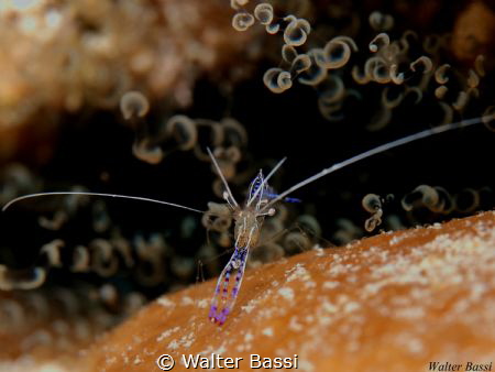 Akumal shrimp by Walter Bassi 