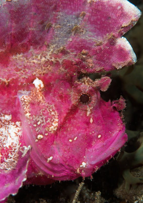 Pink leaf scorpionfish. by Mehmet Salih Bilal 