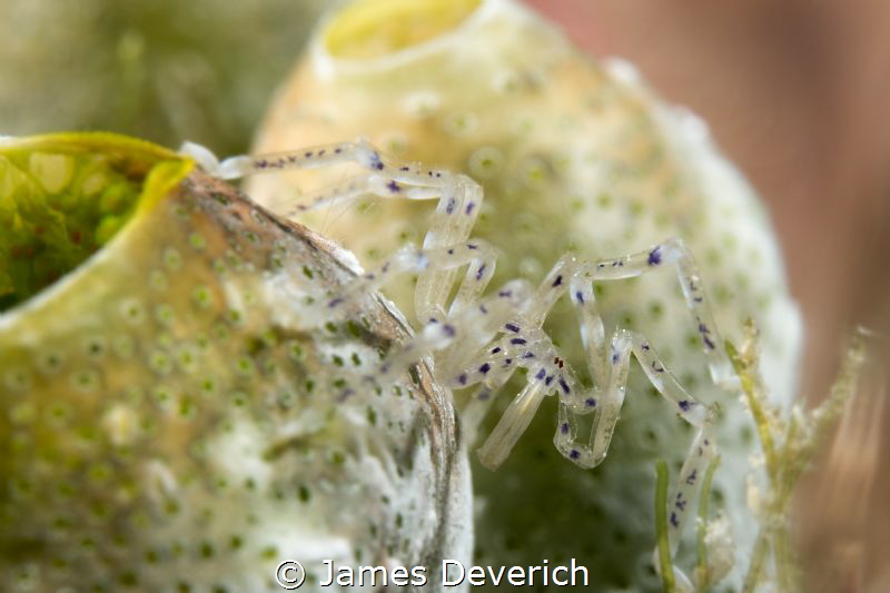 Spider Crab by James Deverich 