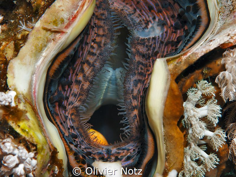 Inside a giant clam by Olivier Notz 