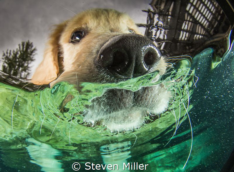 Puppy whiskers. I can't get him to go underwater yet, (bu... by Steven Miller 