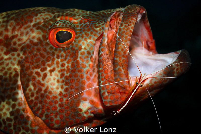 Grouper with cleaning shrimp by Volker Lonz 