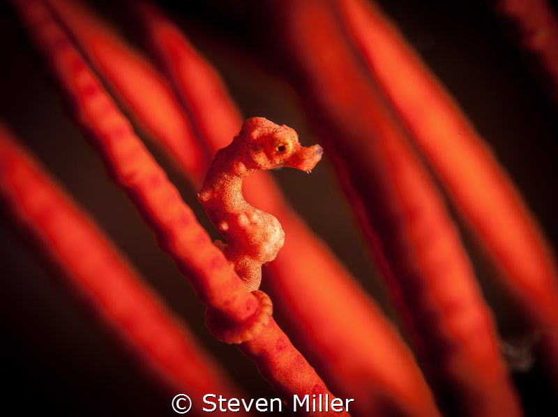 Serious red- Pygmy Seahorse aren't often found on the red... by Steven Miller 