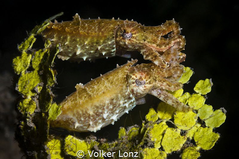Pair of tiny cuttlefish by Volker Lonz 