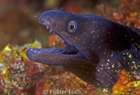 Common murray eel by Fuster Luc 