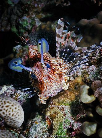 A little Lion Fish, Jackson Reef, Tiran, Egypt. Kodak Ekt... by Robert Fleckenstein 