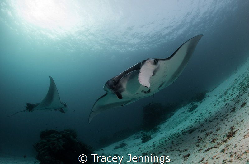 Manta approaching by Tracey Jennings 
