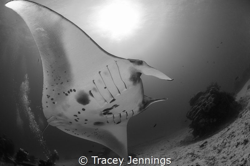 Awed by a manta by Tracey Jennings 