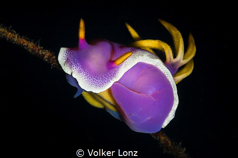 Nudibranch laying eggs on a thin coralstick by Volker Lonz 