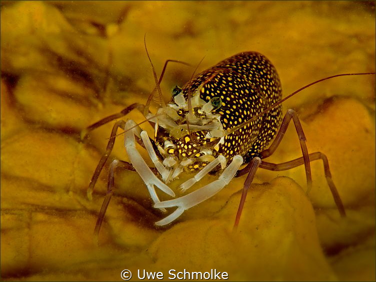 Spotted Bumblebee shrimp - Gnathophyllum elegans by Uwe Schmolke 