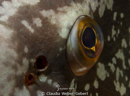 window to the soul.... grouper close up by Claudia Weber-Gebert 