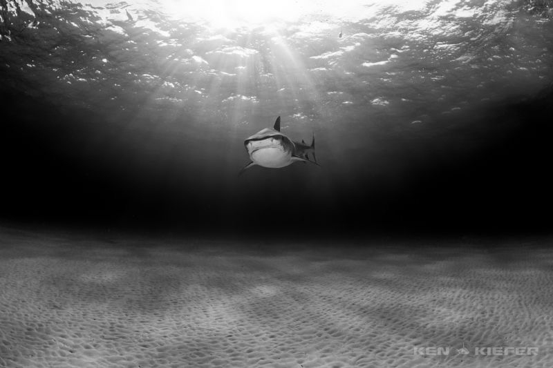 Loneliness   

Lone Tiger Shark surveys the barren land... by Ken Kiefer 
