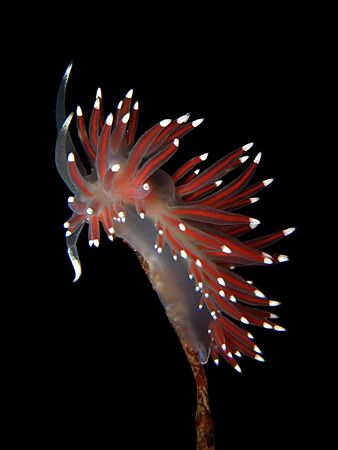 Flabellina pellucida
Picture taken at Hitra, Norway by Asbjorn Hansen 