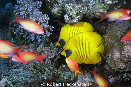 2 small Reef Fish. by Robert Fleckenstein 